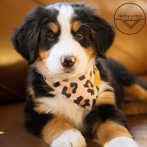 Remy + Roo Leopard Print Pet Bandana